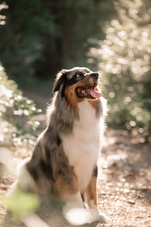 Portrait de chien border collie en extérieur, photographie lifestyle naturelle et chaleureuse par Belutti Photo à Cannes.