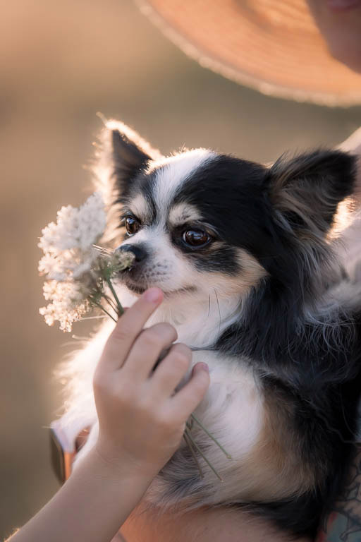 Portrait de chien chihuahua en extérieur, photographie lifestyle naturelle et chaleureuse par Belutti Photo à Cannes.