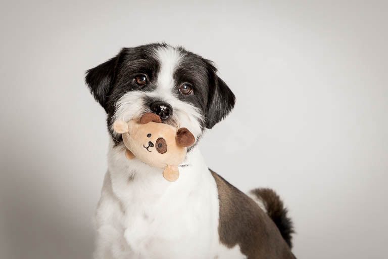 Photographie canine en studio chien Cooky Shih Tzu - Fox Terrier
