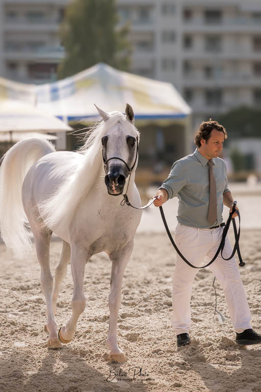Concours Global Arabian Tour à Cannes ; photographe équin ; photo cheval ; cheval blanc ; photo pur-sang arabe blanc