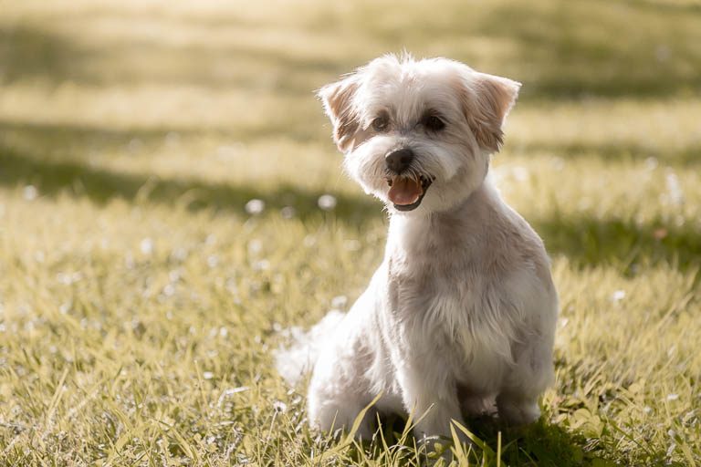 Portrait de chien en extérieur, photographie lifestyle naturelle et chaleureuse par Belutti Photo à Cannes.