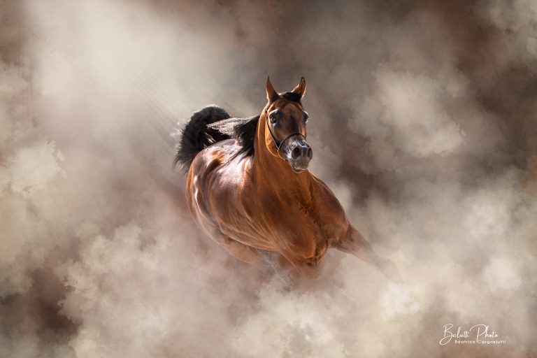 Séance photo équine, photo de cheval, Portrait cheval Fine Art