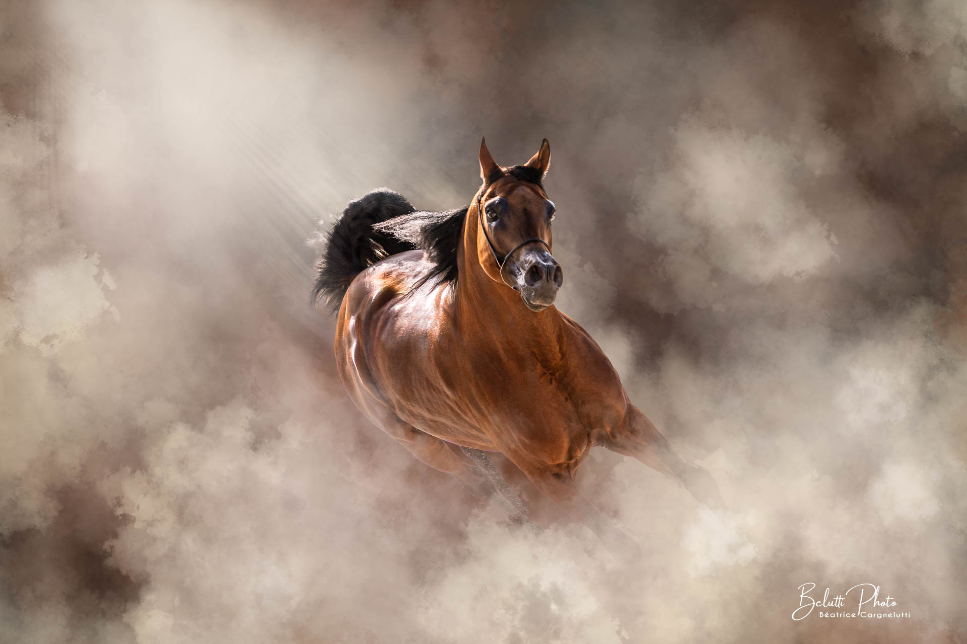 Séance photo équine, photo de cheval artistique, Portrait cheval Fine Art